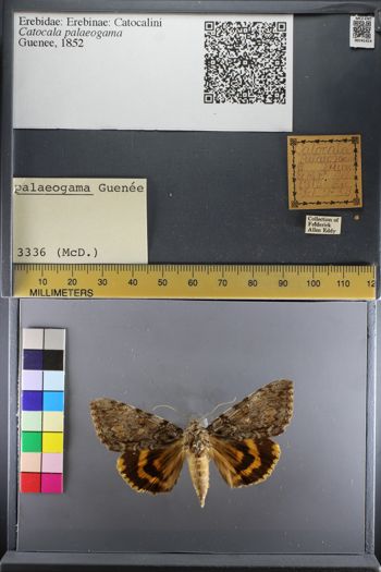Media type: image;   Entomology 741414